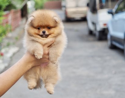 น้องปอม เพศผู็ สีส้ม ไซร์เล็ก 