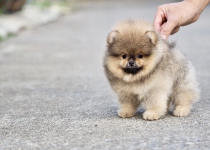 น้องปอม เพศเมีย สีส้ม หน้าหมี