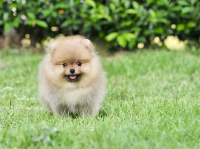 น้องปอม เพศผู้ สีส้ม ไซร์เล็ก 