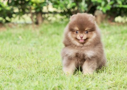 น้องปอม เพศผู้ สีช็อคแทน 