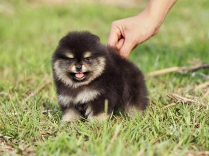 น้องปอม แบคแทน ไซร์เล็ก มาร์คชัดๆ