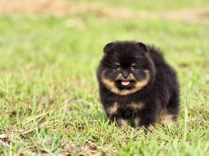 น้องปอม เพศเมีย สีแบคแทน 