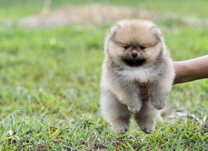 น้องปอม เพศผู้ สีส้ม เกรดสวย ไซร์เล็ก 