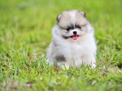 น้องปอม เพศเมีย สีปาร์ตี้ ไซร์เล็ก 