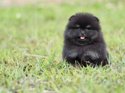 น้องปอม เพศเมีย สีดำ ไซร์เล็ก 