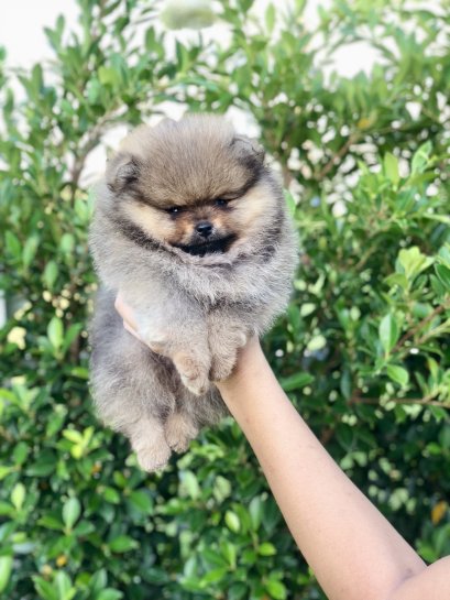 น้องปอม เพศผู้ สีส้ม หน้าหมี 