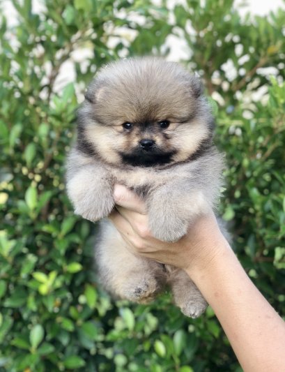 น้องปอม เพศเมีย สีส้ม หน้าหมี 