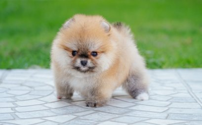 น้องปอม เพศเมีย ทีคัพ 