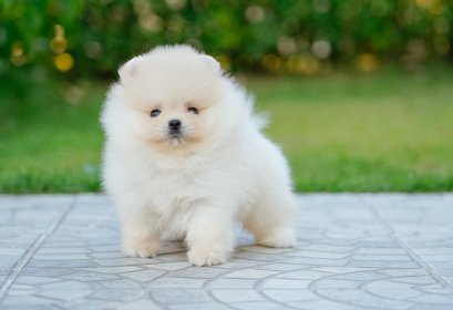 น้องปอม เพศผู้ สีครีม 