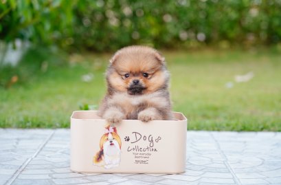 น้องปอม เพศผู้ สีส้ม ไซร์เล็ก 