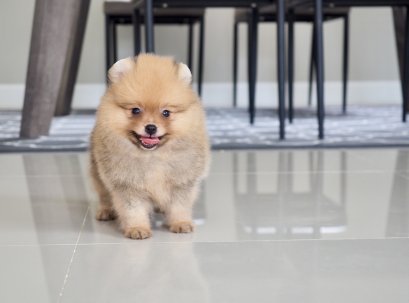 น้องปอม เพศผู้ สีส้ม 