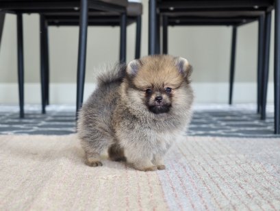 น้องปอม สีส้ม เพศเมีย 