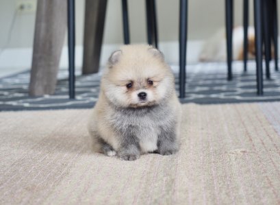 น้องปอม เพศผู้ สีส้ม 