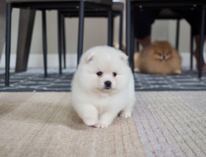 น้องปอม เพศเมีย สีครีม 