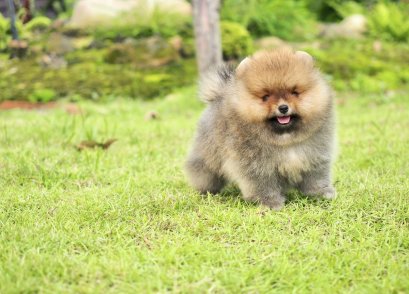 น้องปอม เพศผู้สีส้ม ลูกแชมป์ 