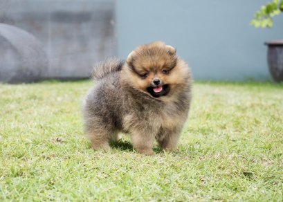 น้องปอม เพศเมีย สีส้ม ลูกแชมป์