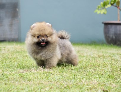 น้องปอม สีส้ม เพศเมีย 