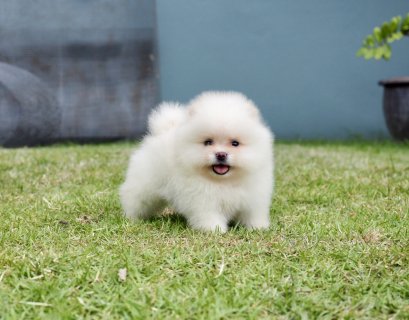 น้องปอม เพศผู้ สีครีม 