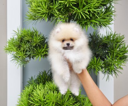 น้องปอม สีส้มอ่อน เพศเมีย 