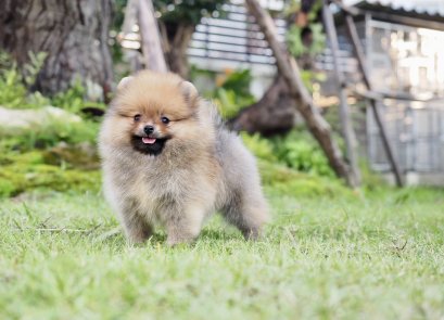 น้องปอม เพศเมีย ไซร์เล็ก 