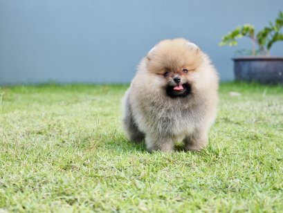 น้องปอม เพศผู้ สีส้ม ไซร์เล็ก