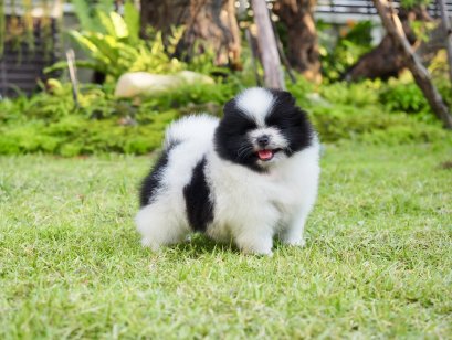 น้องปอม สีปาร์ตี้ ดำ ขาว เพศเมีย 