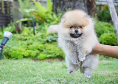 น้องปอม เพศผู้ สีส้ม 