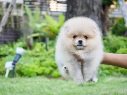 น้องปอม เพศเมีย ไซร์เล็ก 