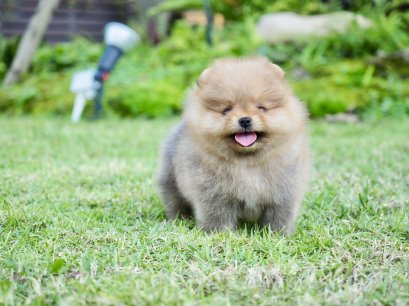 น้องปอม เพศเมีย ไซร์เล็ก 