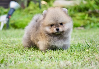 น้องปอม เพศผู้ สีส้ม ไซร์ทรอย 