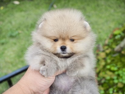 น้องปอม เพศเมีย สีส้ม ไซร์เล็ก 