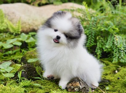 น้องปอม ผู้ สีปาร์ตี้ ไซร์เล็ก 