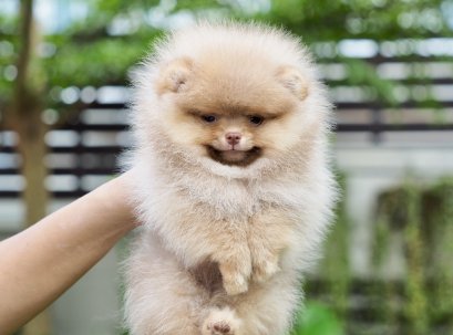 น้องปอม เพศผู้ สีน้ำตาล จมูกสีตับ 