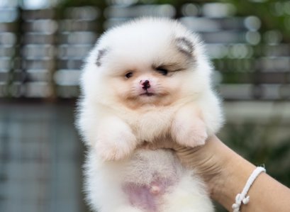 น้องปอม ขาวปาร์ตี้ ทีคัพ 