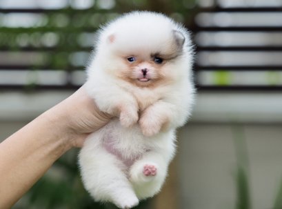 น้องปอม เพศเมีย ทีคัพ