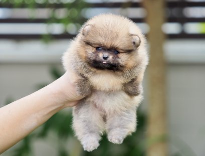 น้องปอม เพศเมีย สีส้ม ทีคัพ 