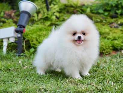 น้องปอม สีขาว เพศผู้ 