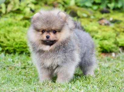 น้องปอม เพศผู้ สีส้ม 