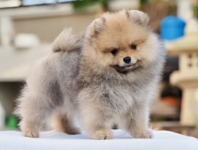 น้องปอม เพศเมีย สีส้ม ไซร์เล็ก 