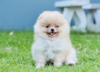 น้องปอม เมีย สีครีม 