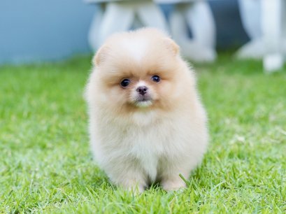 น้องปอม เพศผู้ สีครีม 