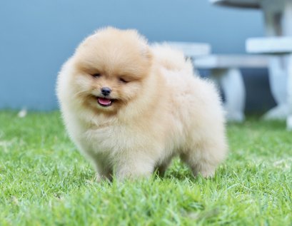 น้องปอม สีส้ม เพศผู้ 