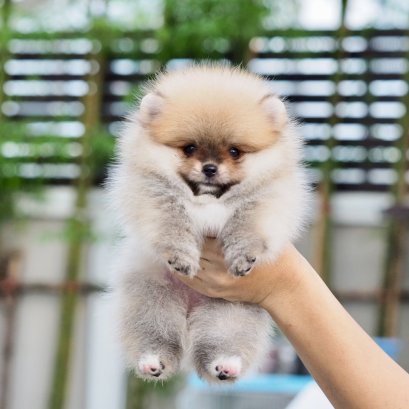 น้องปอม เพศเมีย สีส้ม ไซร์เล็ก