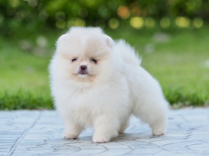 น้องปอม เพศเมีย สีครีม 