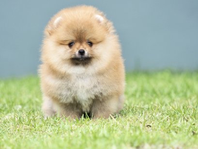 น้องปอม เพศเมีย สีส้ม 