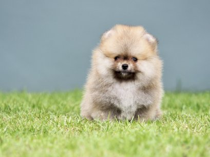 น้องปอม เพศผู้ สีส้ม ไซร์เล็ก 