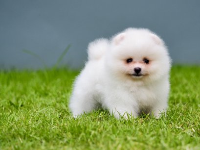 น้อง ปอม เพศผู้ สีขาว 