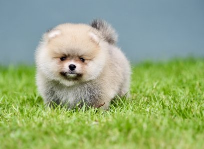 น้องปอม เพศผู้ สีส้ม ไซร์เล็ก