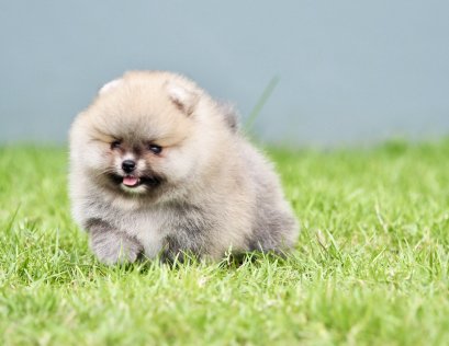 น้องปอม เพศเมีย ไซร์เล็ก หน้าหมี 