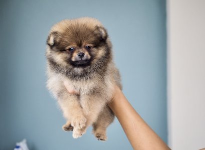 น้องปอม เพศผู้ สีส้ม 